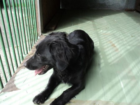 Černý pes - kříženec